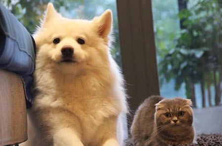 宠e时代app可以注册<a href=https://app.npmax.cn/apptag/yisheng/ target=_blank class=infotextkey>医生</a>吗