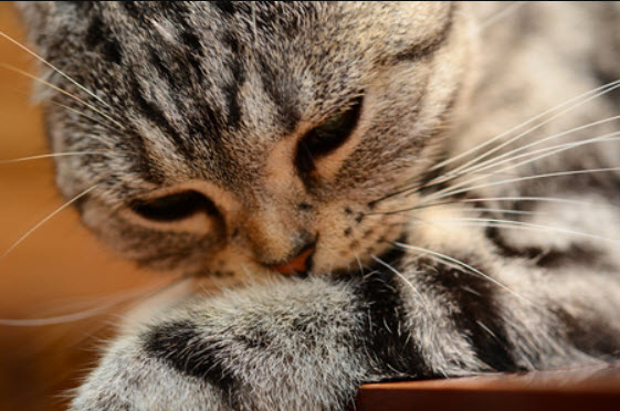 喵晓法APP下载后使用不了怎么办？